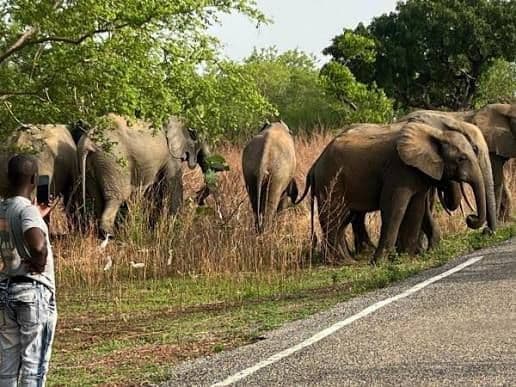 Mole National Park is Ghana’s best chance to walk beside elephants