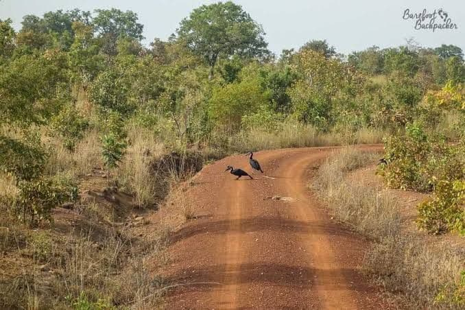 Mole National Park gallery image 1