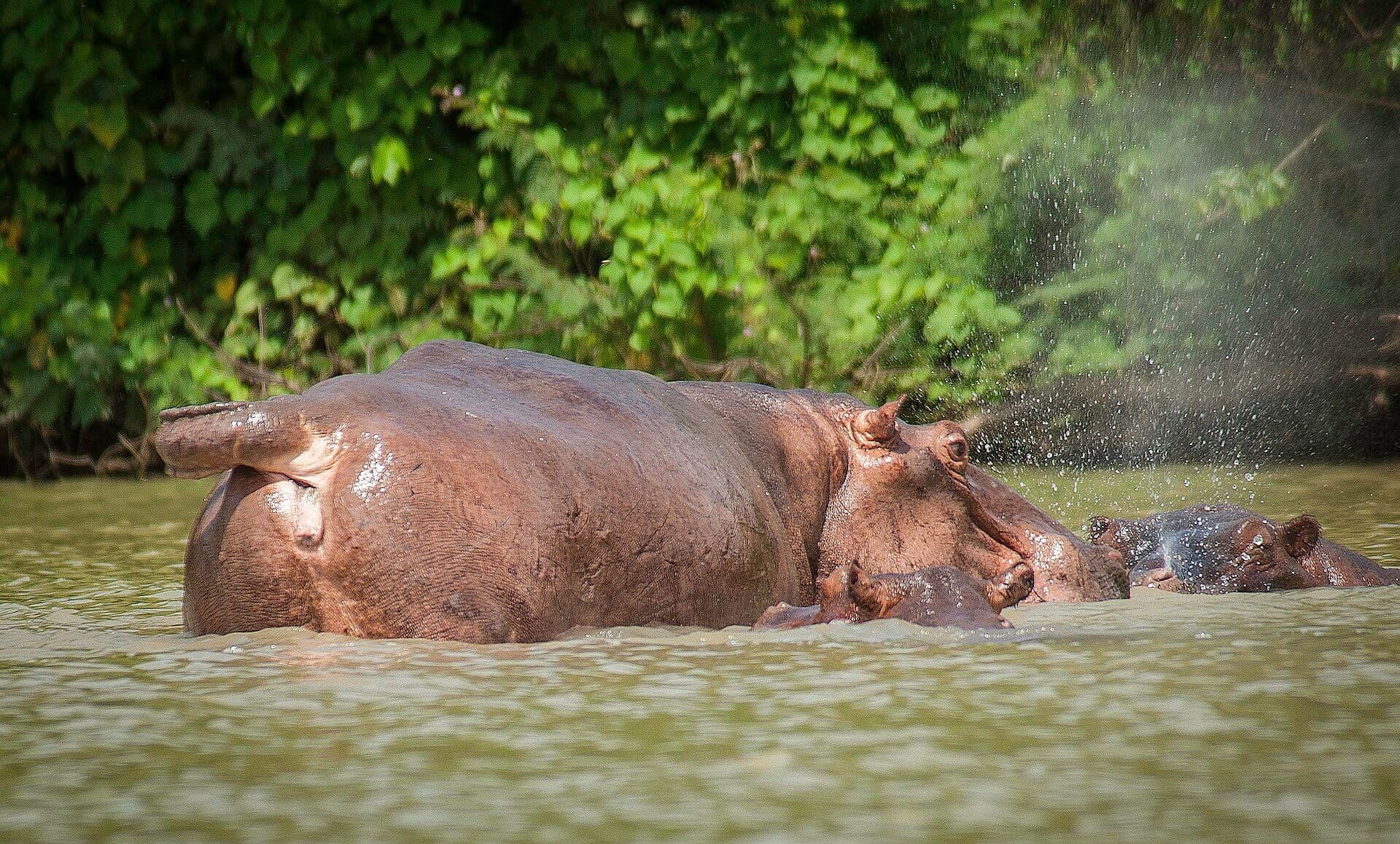 Wechiau Hippo Sanctuary