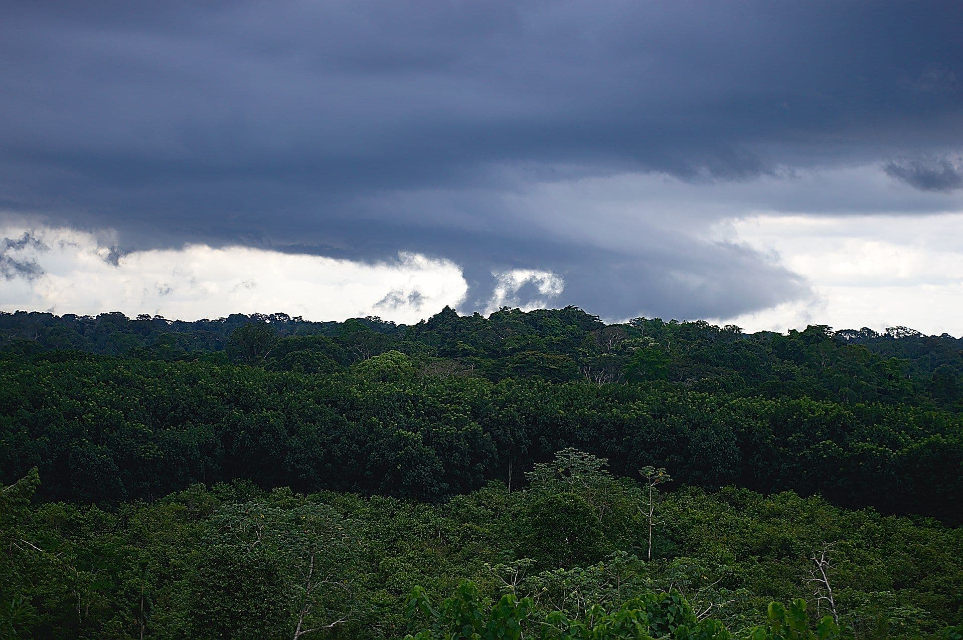 Nini Suhien National Park & Ankasa Resource Reserve