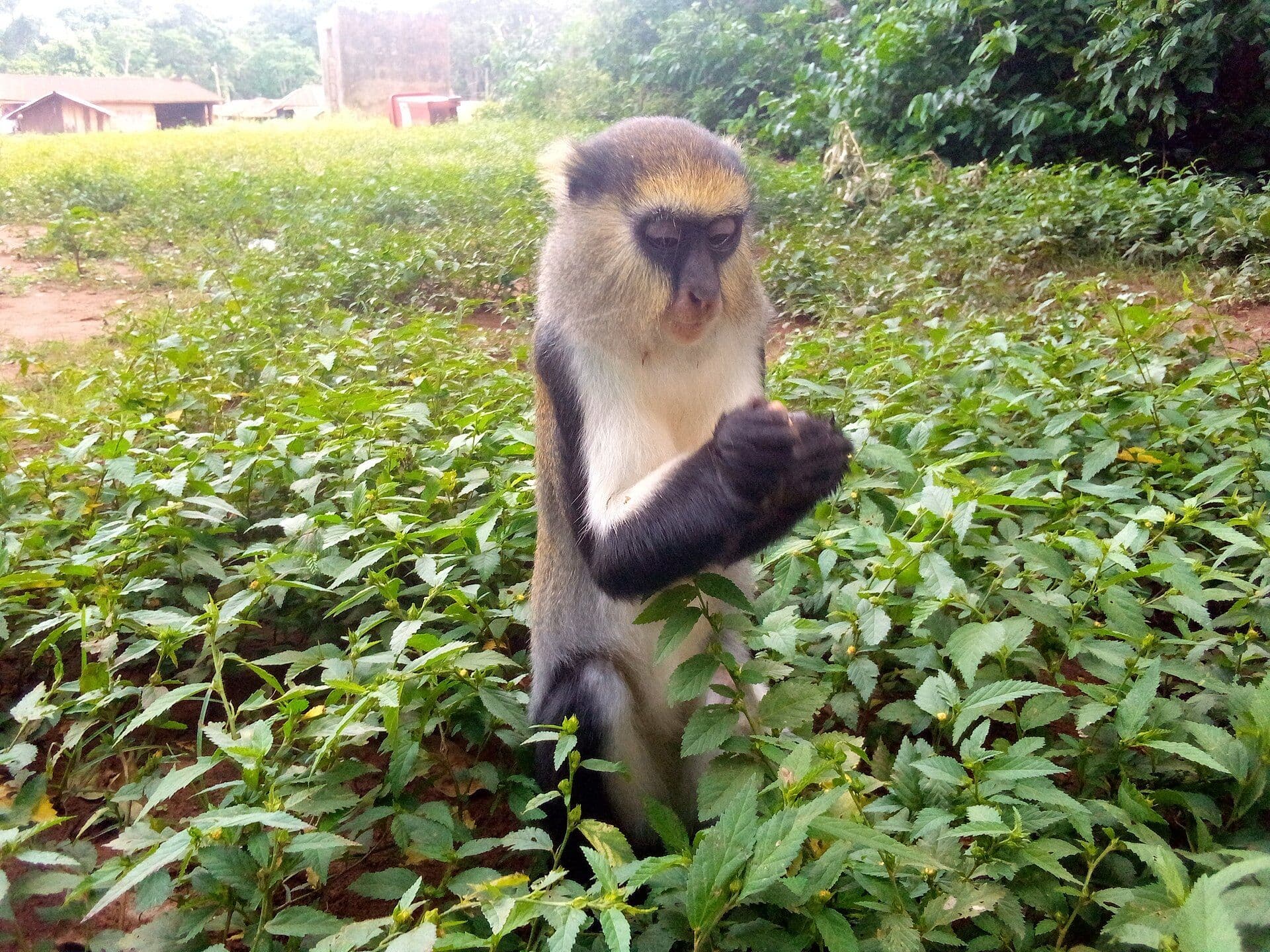 Boabeng – Fiema Monkey Sanctuary