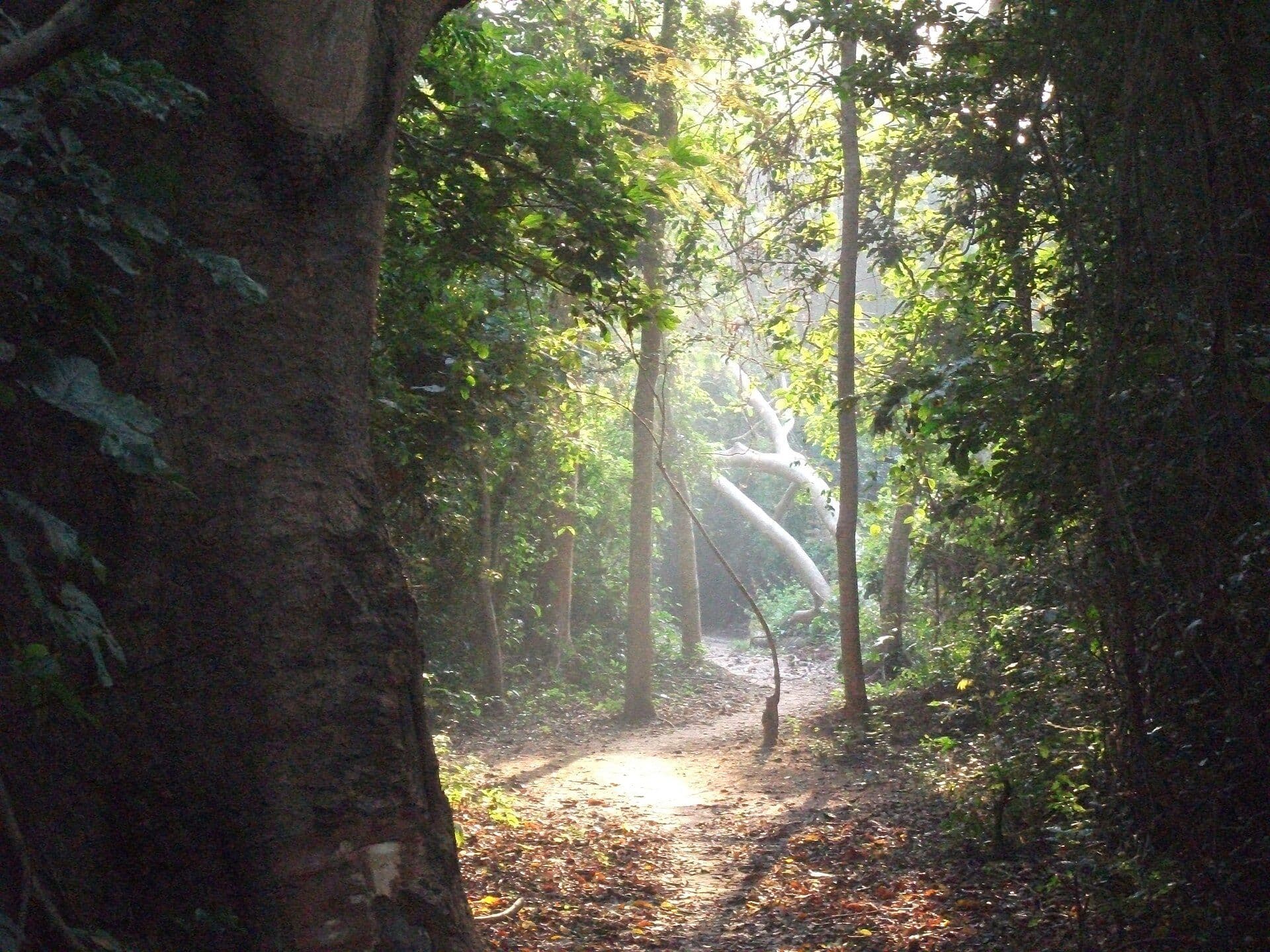 Tafi Atome Monkey Sanctuary